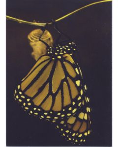 Nouruz Card - Butterfly