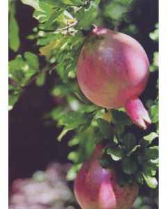 Greeting Card - Pomegranats